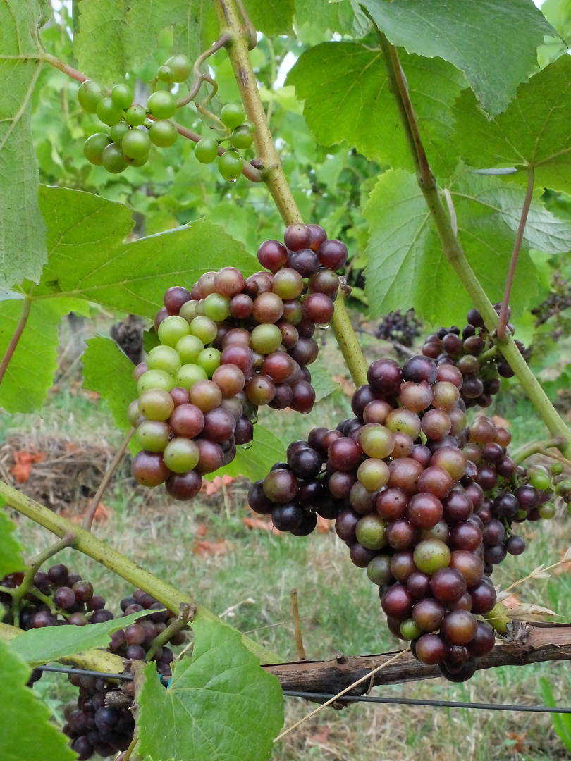 DSCF4926 Veraison Web