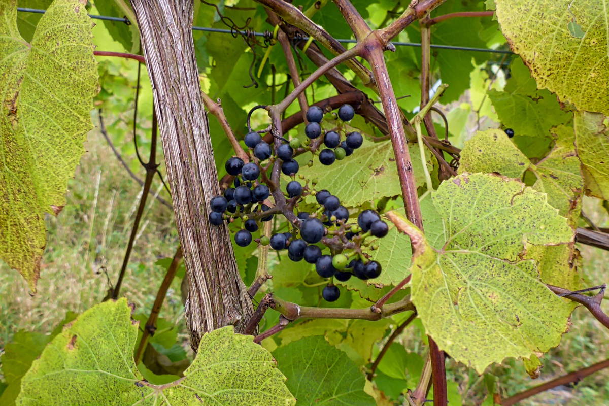 P1030880 Crop Ifypro Web